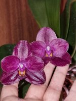 Phal.Mituo Sun x Palace Reef 1.jpg