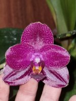 Phal.Mituo Sun x Palace Reef 2.jpg