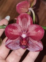 Phal.Golden Sun.jpg