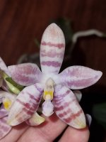 P.Germanie Vincent “blue” x tetraspis mr. Huang-2 1.jpg