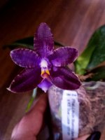 QM314-Phal. Lioulin Bluebird #2 dark blue flat x KS Blue Ludde.jpg